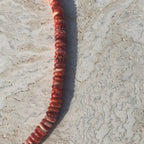 Gio Red Spiny Oyster Beaded Necklace